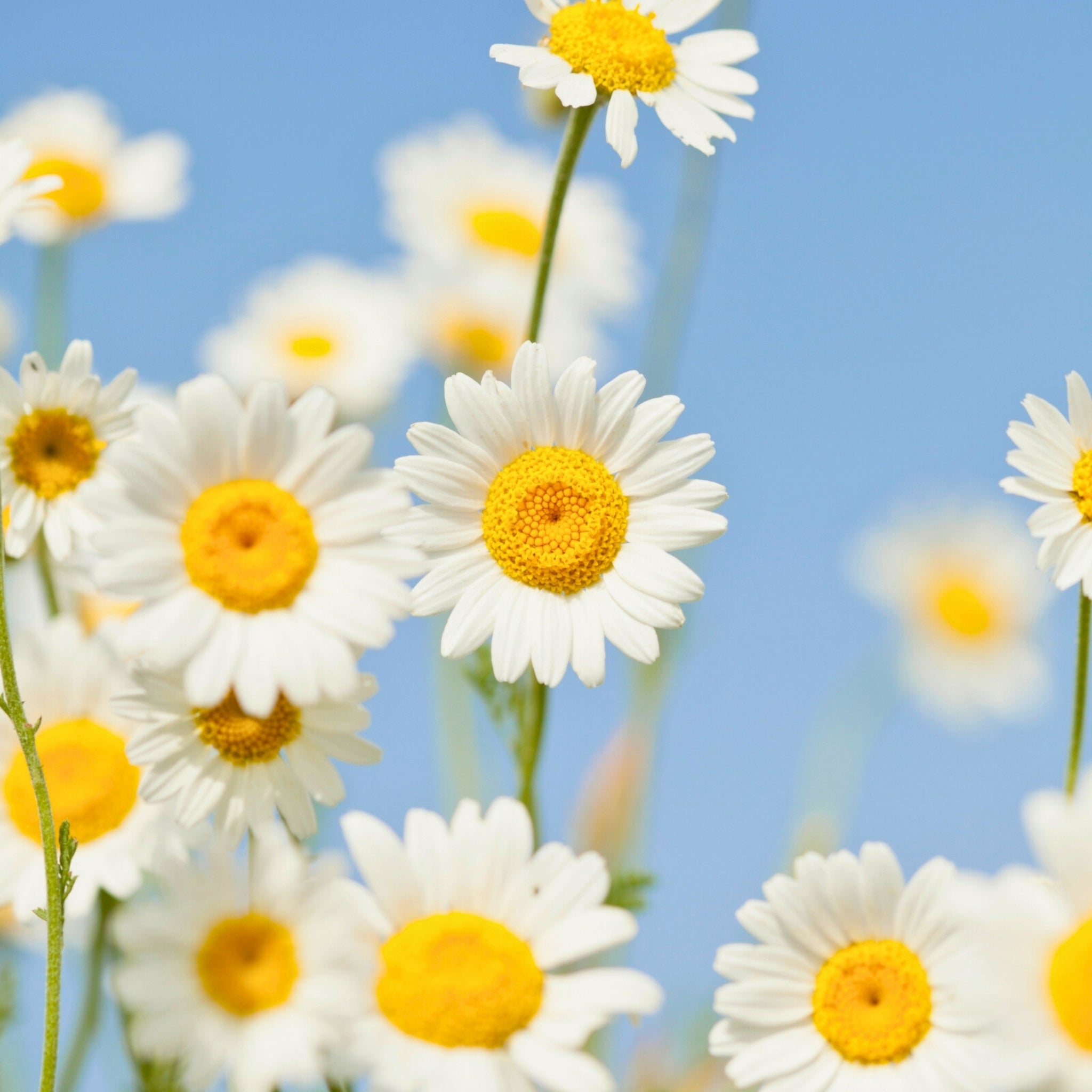 Blessed Journey Organic Chamomile Flowers in resealable bag from El Meraki, whole Egyptian blooms for calming tea and relaxation.