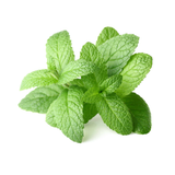 النعناع المجفف