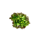 Pink Butterhead - Pesticide Free