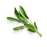 المريمية - خالية من المبيدات الحشرية