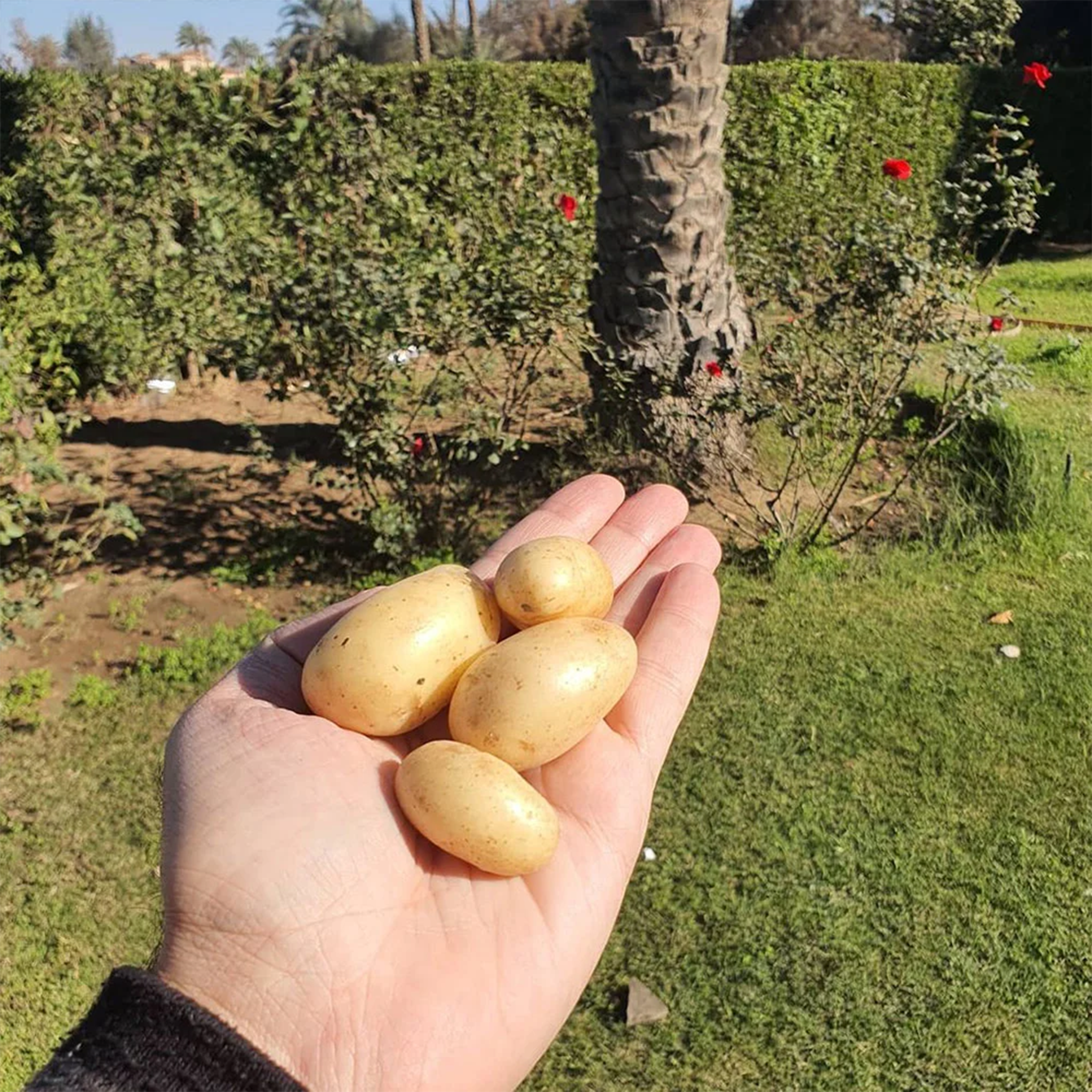 Fresh Baby Potatoes by Tabi3y, available at Elmeraki, displayed in a basket with vibrant, unpeeled potatoes.