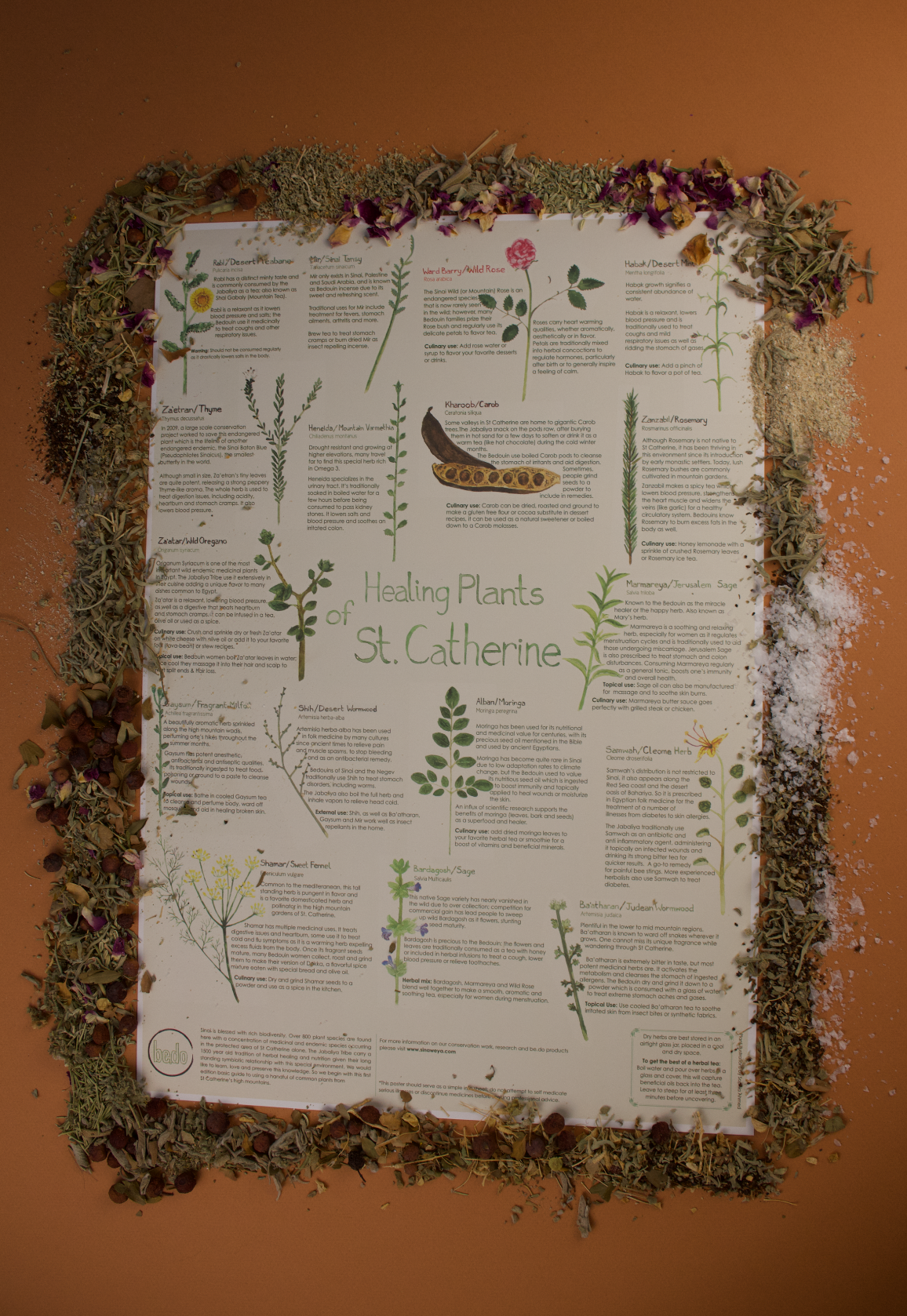 Hand-illustrated Healing Plants of St. Catherine poster featuring 20+ Sinai botanicals with Bedouin uses – be.do x El Meraki