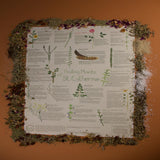 healing plants of st catherine poster by be do egypt showing illustrated sinai herbs