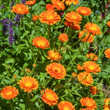 Blessed Journey Organic Calendula Flowers in resealable bag from El Meraki, vibrant orange Egyptian petals for skin-soothing herbal preparations.