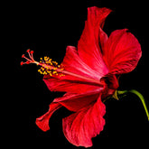 Blessed Journey Organic Hibiscus Flowers in resealable bag from El Meraki, vibrant crimson Egyptian petals for antioxidant-rich tea.