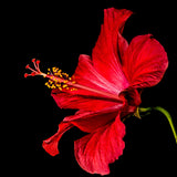 Blessed Journey Organic Hibiscus Flowers in resealable bag from El Meraki, vibrant crimson Egyptian petals for antioxidant-rich tea.