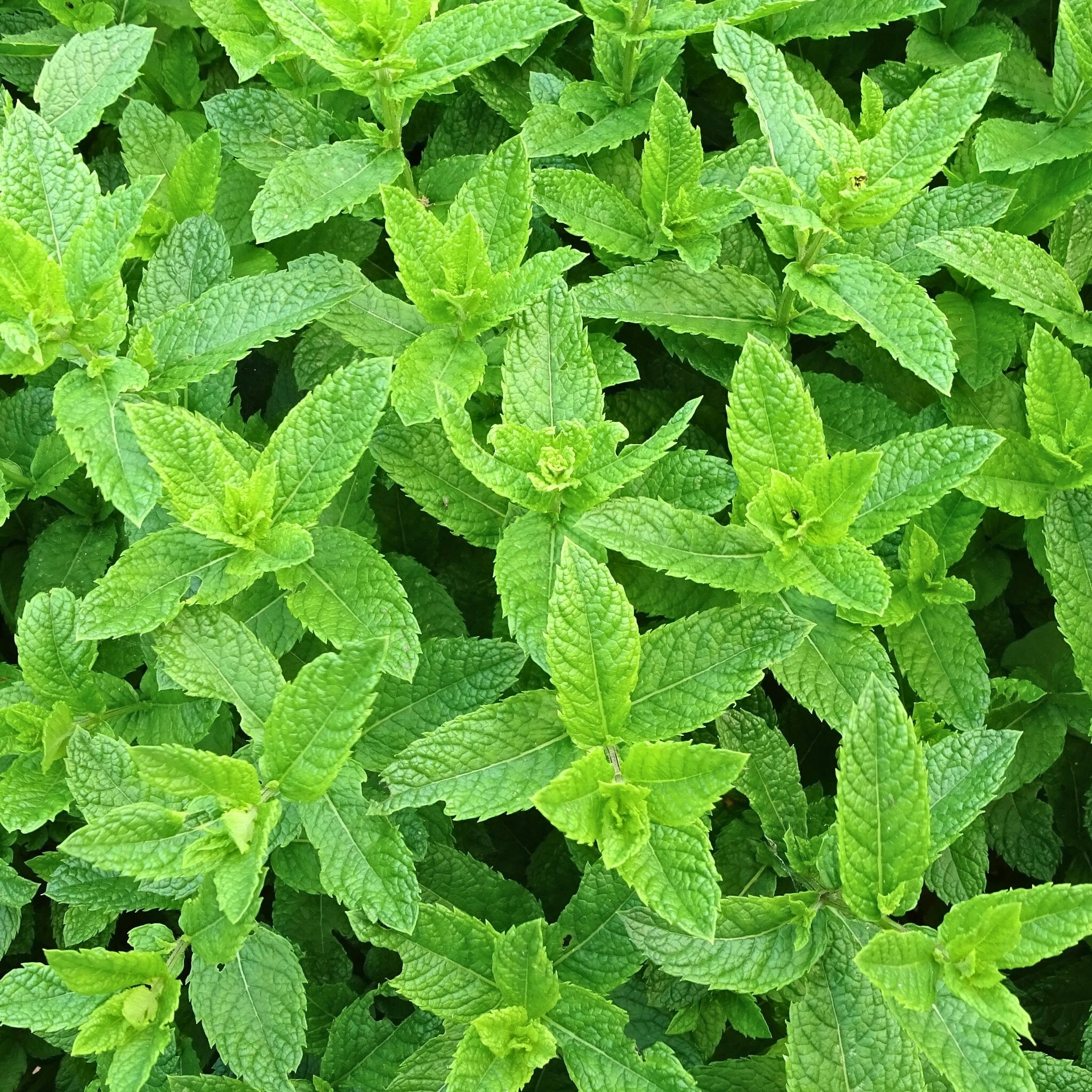 Organic loose leaf Lemon Balm tea by Blessed Journey at El Meraki, a calming meta health herbal tea grown in Egypt