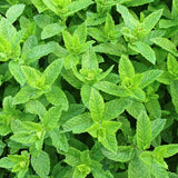 Organic loose leaf Lemon Balm tea by Blessed Journey at El Meraki, a calming meta health herbal tea grown in Egypt