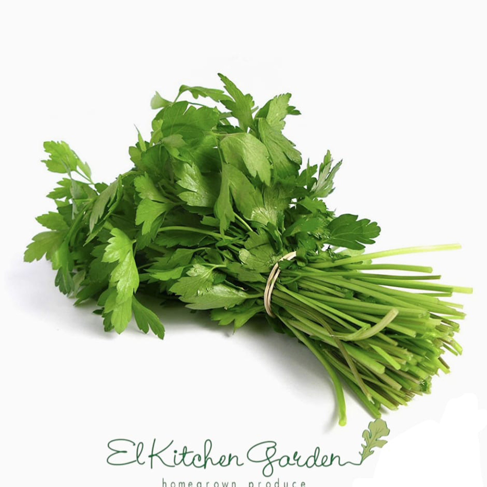 A fresh bunch of pesticide-free coriander (cilantro) from El Kitchen Garden, showcasing vibrant green leaves and stems.