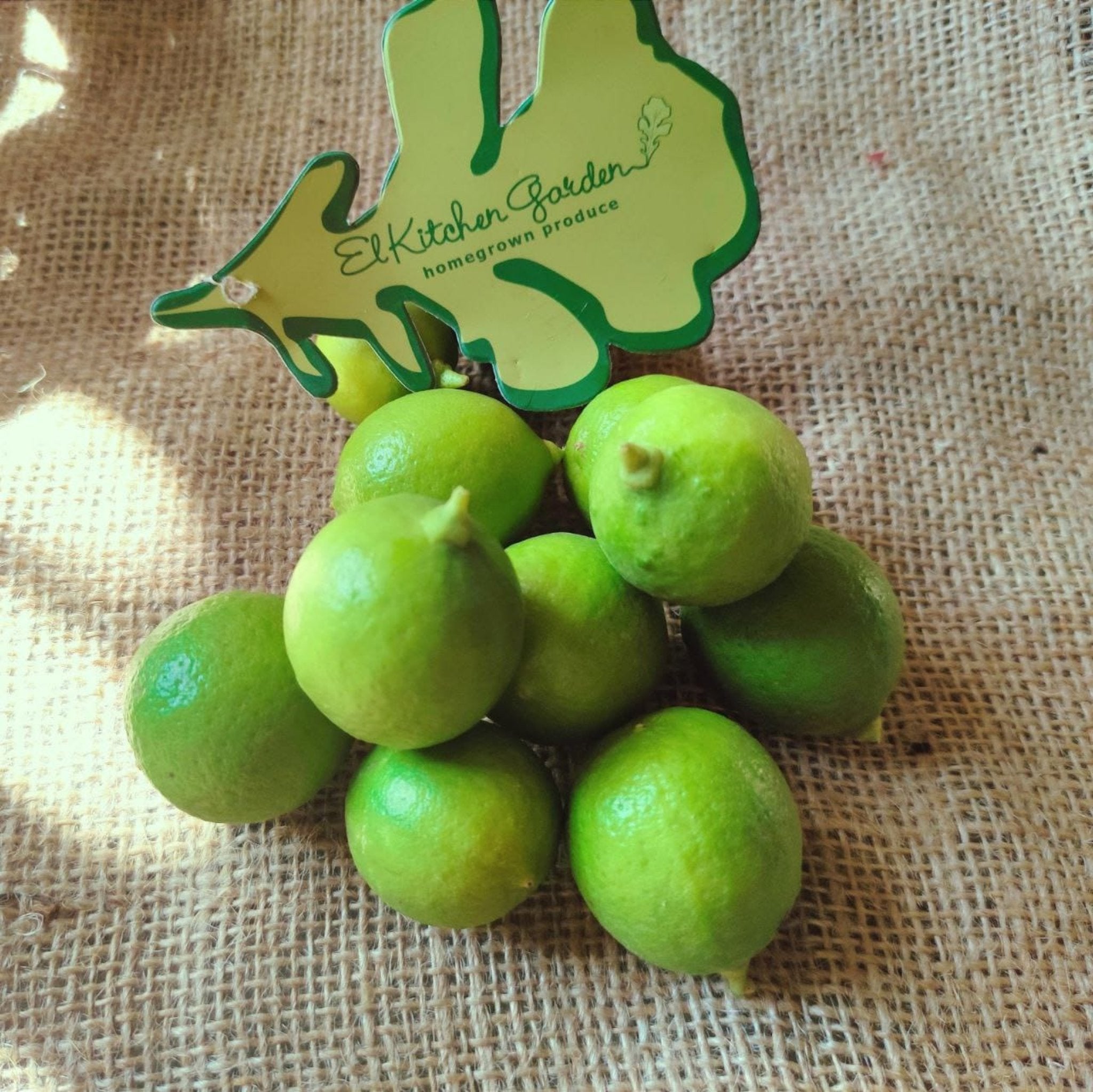 Fresh, pesticide-free lemons from El Kitchen Garden, grown in Egypt