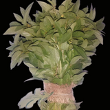 Fresh, pesticide-free Mulukhiyah leaves from El Kitchen Garden, grown in Egypt.