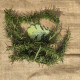 Fresh, pesticide-free rosemary sprigs from El Kitchen Garden, grown sustainably in Egypt.