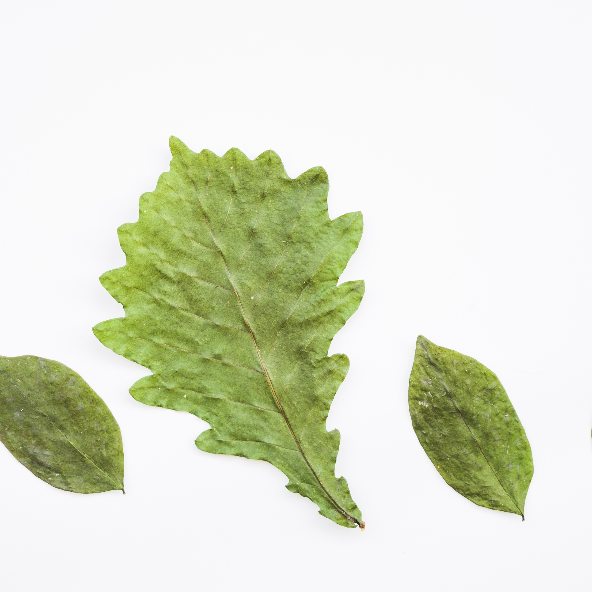 El Shobaki Dried Basil - Pure and Natural Basil Leaves