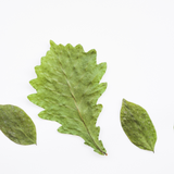El Shobaki Dried Basil - Pure and Natural Basil Leaves