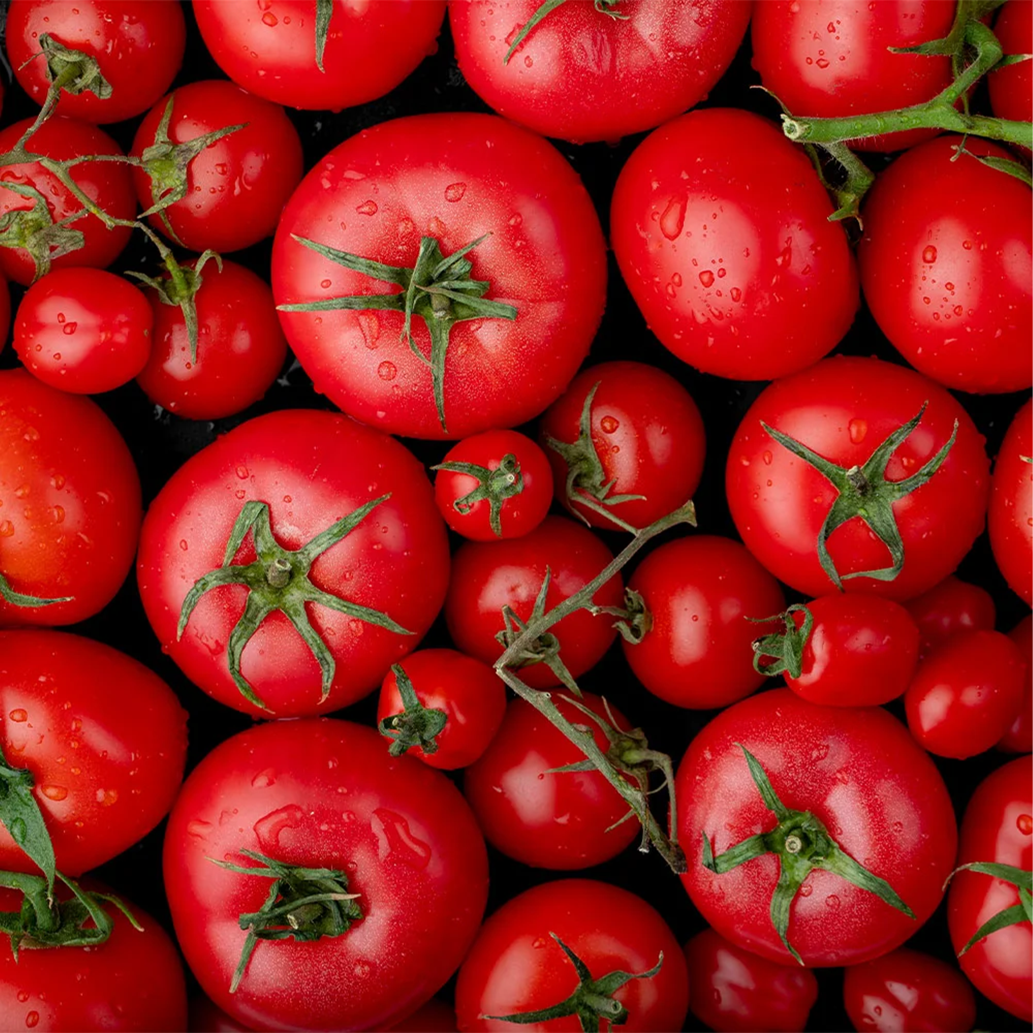 Fresh Tomatoes by Tabi3y, available at Elmeraki, displayed in a basket with vibrant red tomatoes.