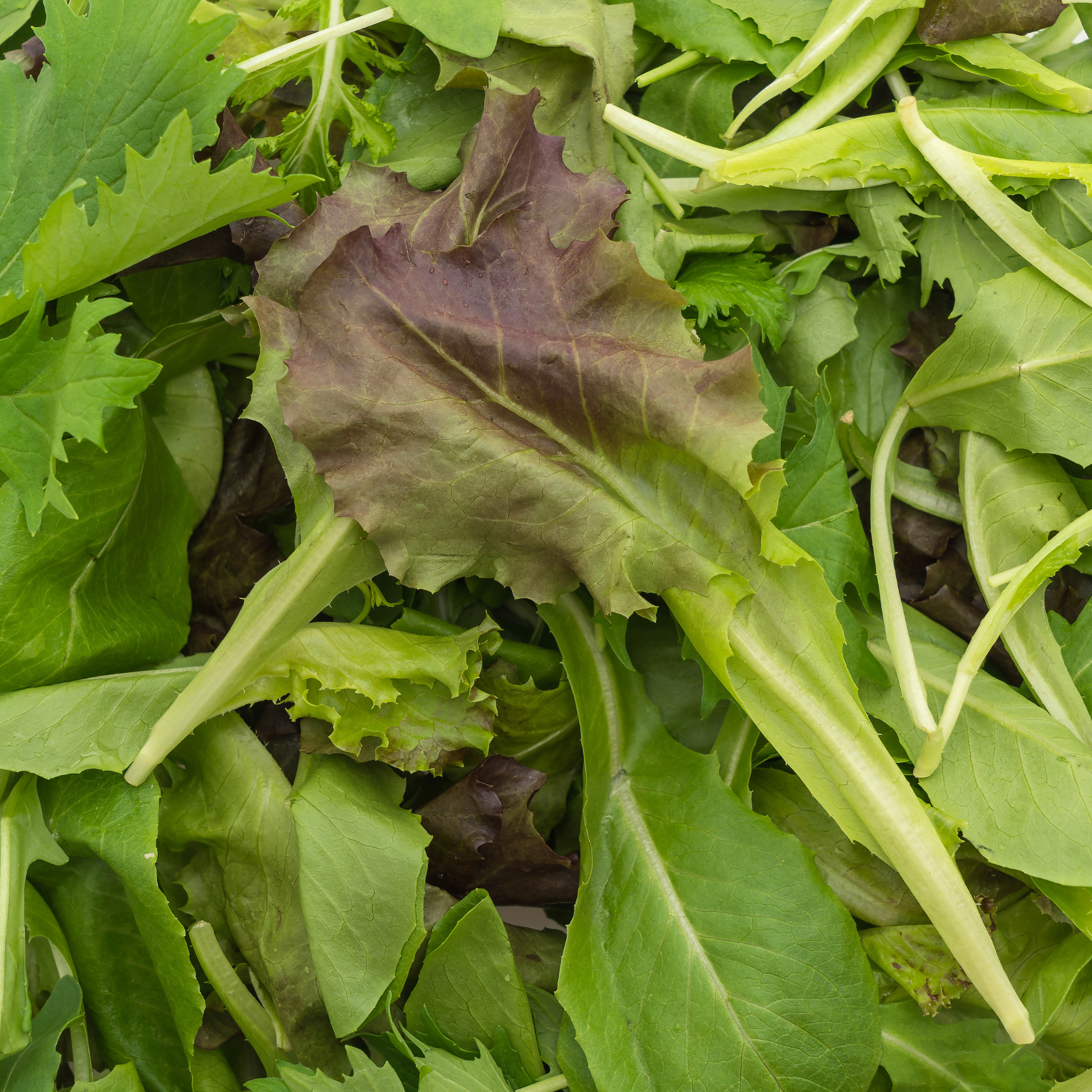 Fresh bunch of pesticide-free Balady Arugula from Tulima Farms, sold at El Meraki store.
