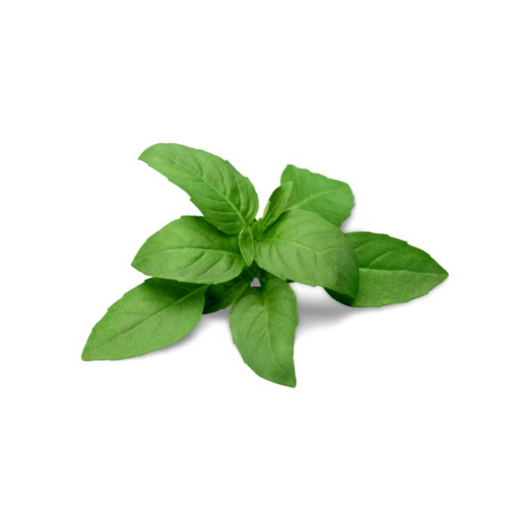 Fresh, green Citrus Basil leaves from Tulima Farms, Egypt, a fragrant pesticide-free herb with a bright citrus aroma.