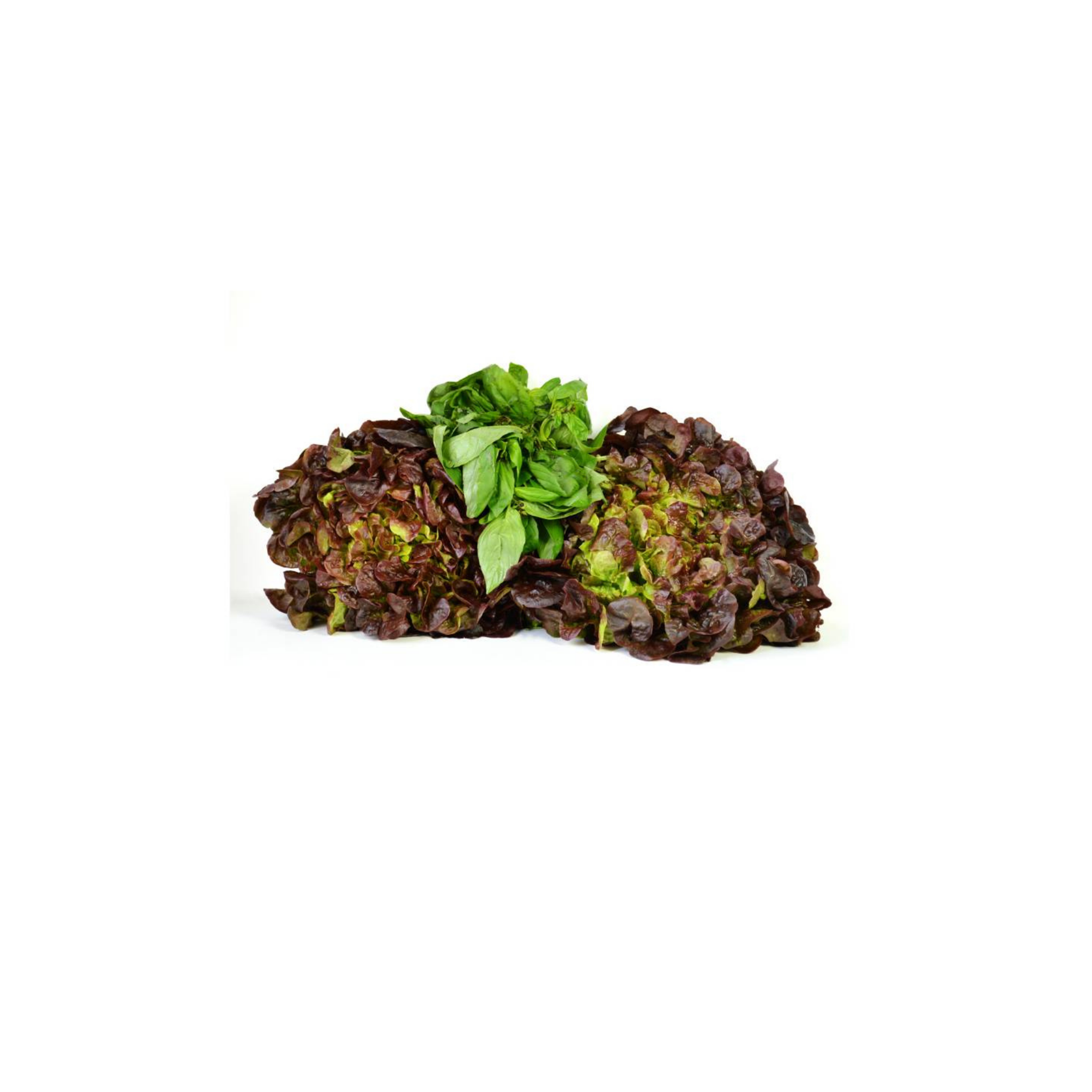 Fresh, green Crunchy Lettuce Mix with Romaine and Batavia leaves from Tulima Farms, Egypt, grown without pesticides.