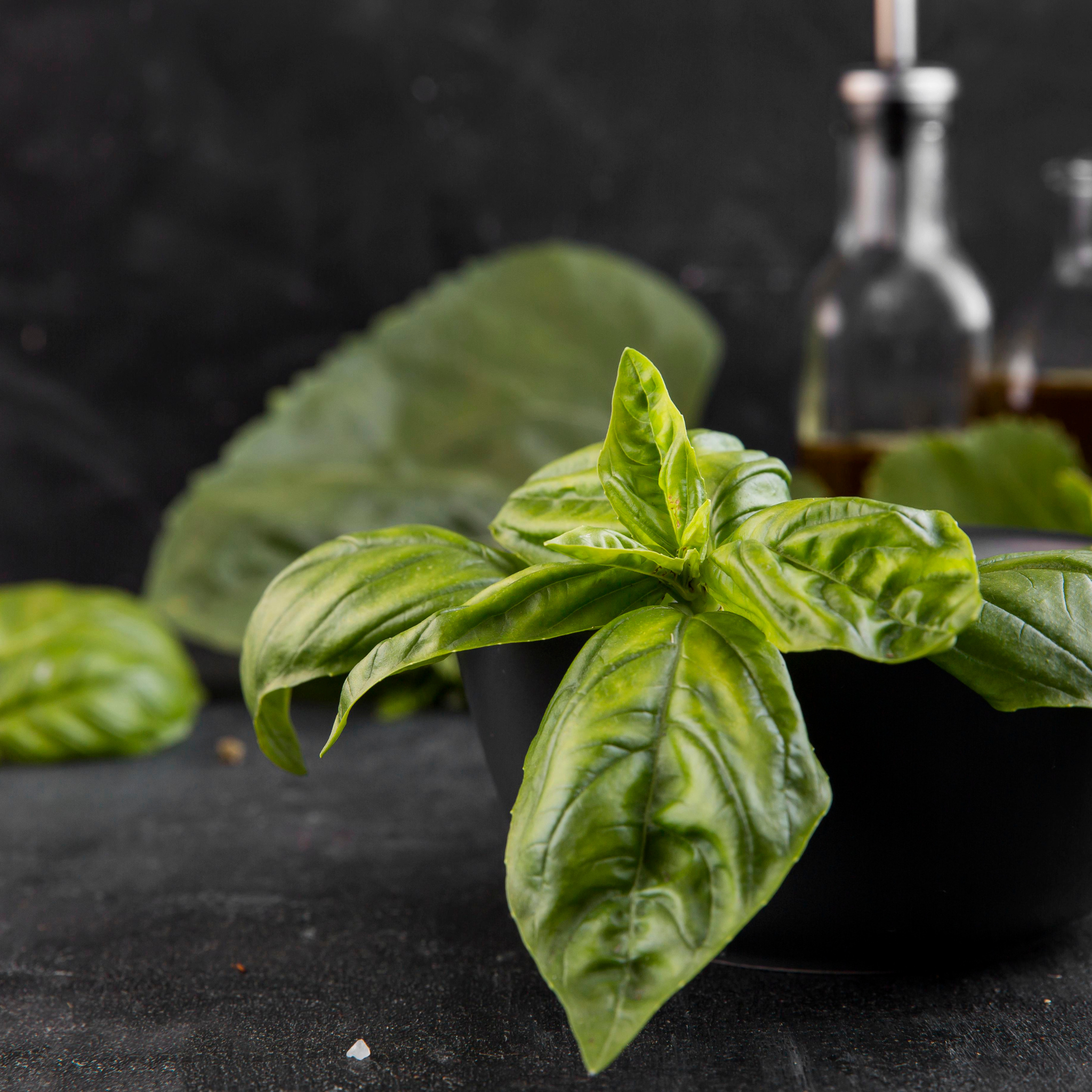 Fresh Egyptian-grown basil mix from Tulima Farms, cultivated in Egypt.