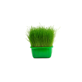 Fresh Egyptian-grown microgreen chives from Tulima Farms, delicate greens with mild onion flavor