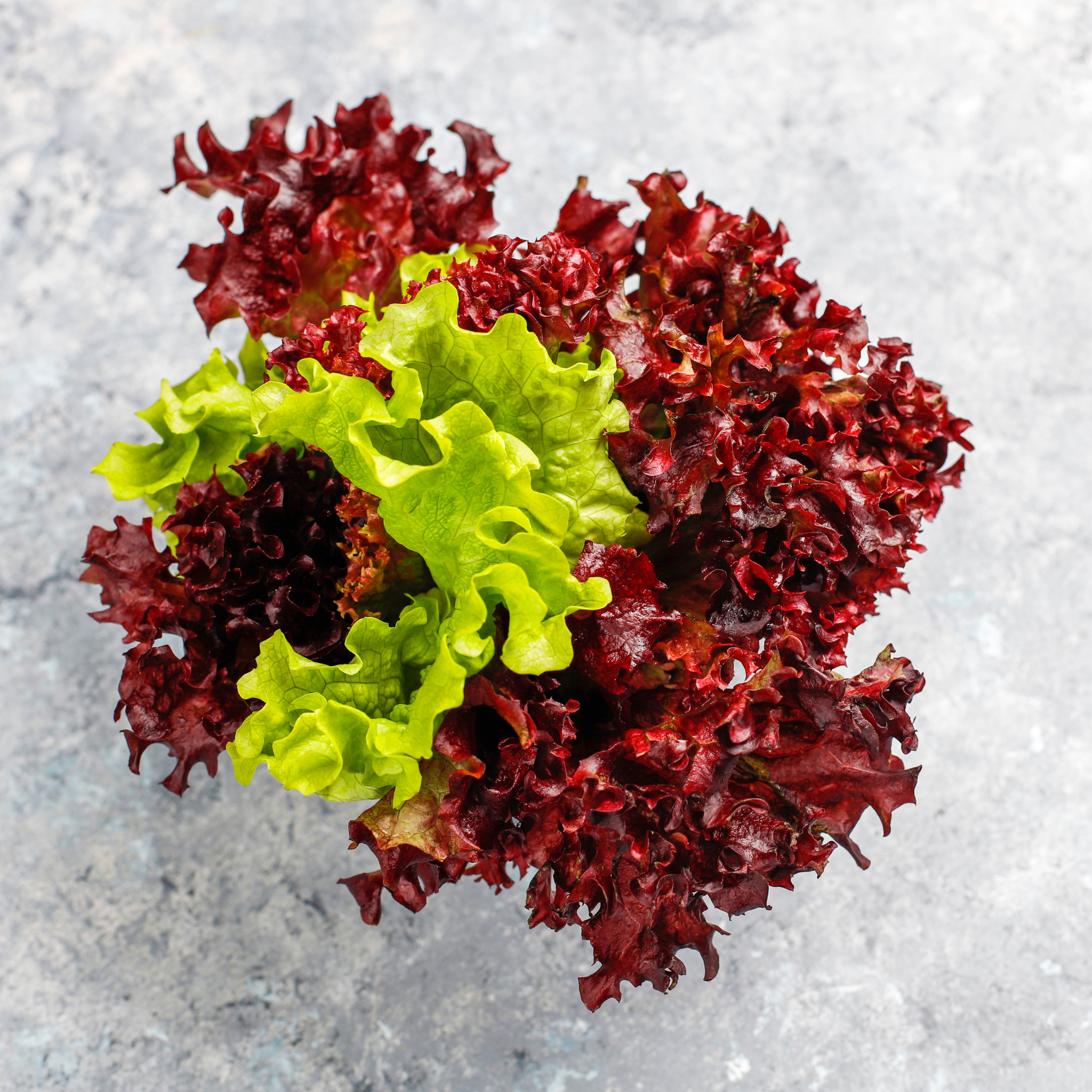 Fresh Lollo Rosso lettuce from Tulima Farms, Egypt, showing vibrant red-edged, frilly leaves grown without pesticides.