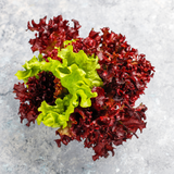 Fresh Lollo Rosso lettuce from Tulima Farms, Egypt, showing vibrant red-edged, frilly leaves grown without pesticides.