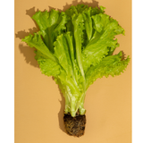 Fresh Oakleaf Green lettuce from Tulima Farms Egypt with tender lobed leaves grown without pesticides