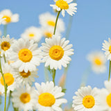 Blessed Journey Organic Chamomile Flowers in resealable bag from El Meraki, whole Egyptian blooms for calming tea and relaxation.