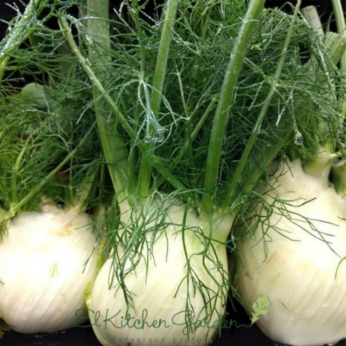 Fennel