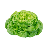 French Butterhead - Pesticide Free