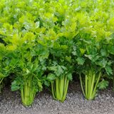 French Celery Juicing Sticks – Pesticide Free