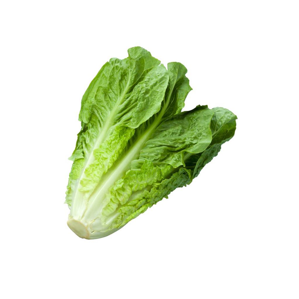 Green Romaine - Pesticide Free
