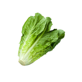 Green Romaine - Pesticide Free