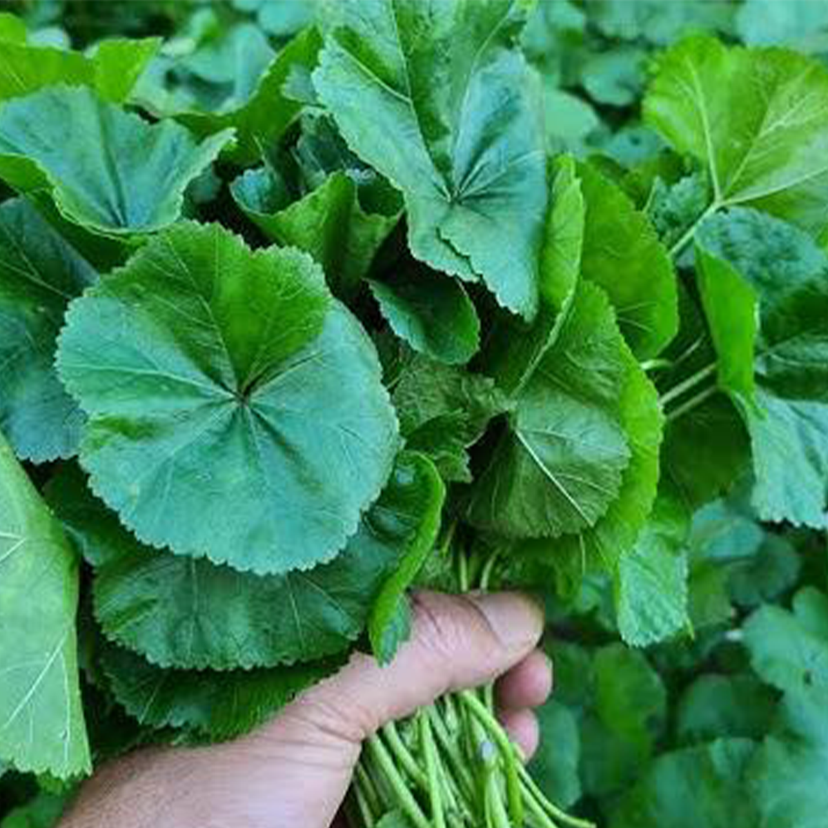 Mallow Dwarf Pesticide Free