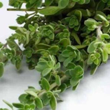 Marjoram Pesticide Free