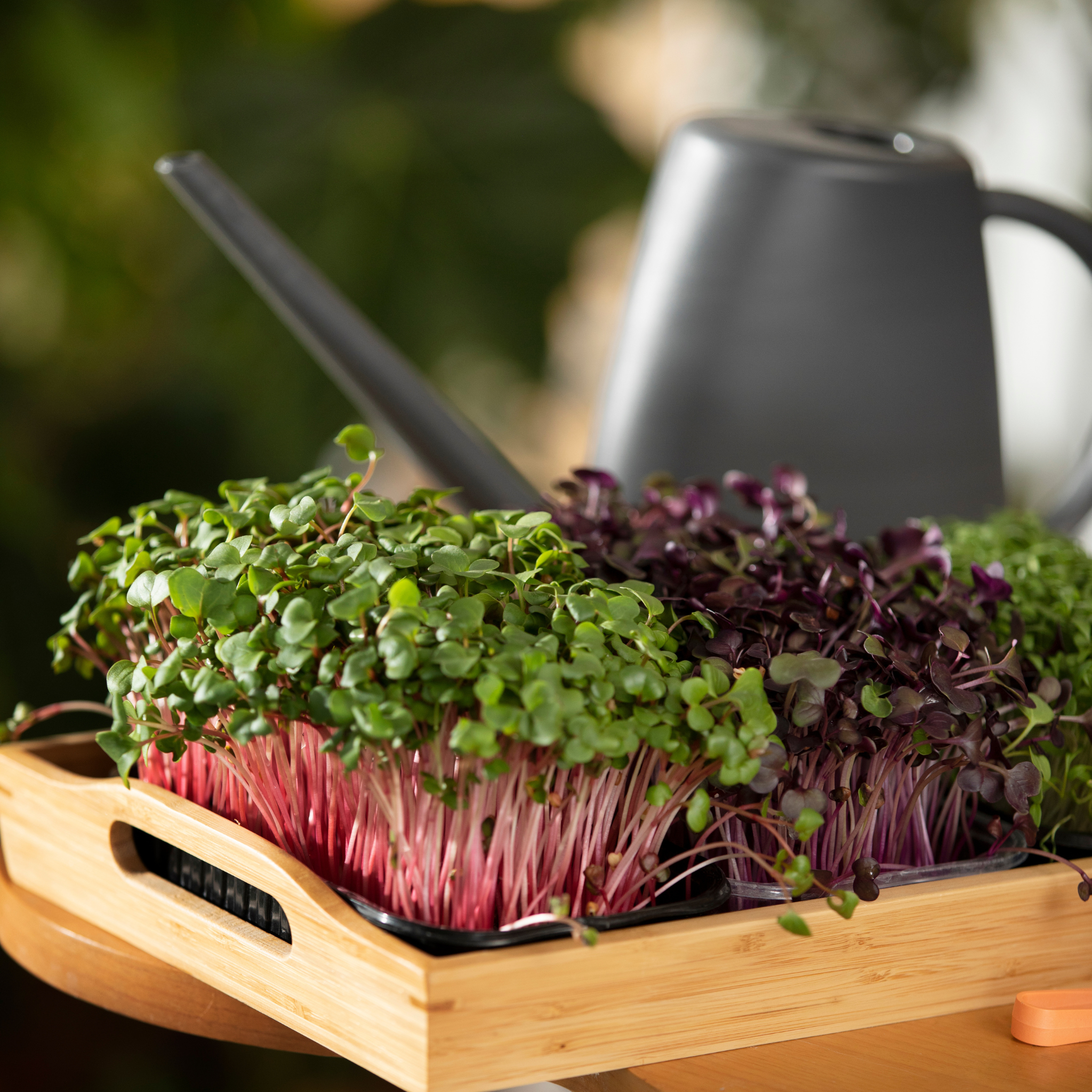 Vibrant red Egyptian-grown microgreen amaranth from Tulima Farms, fresh nutrient-packed superfood