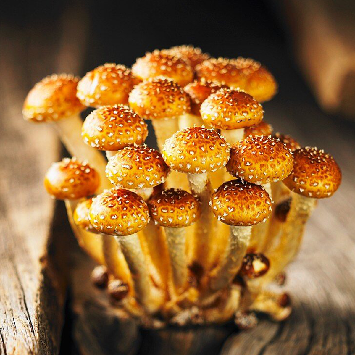 MÓGŪ Premium Wild Chestnut Mushrooms