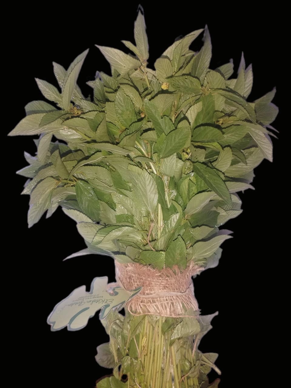 ورق الملوخية – عضوي طازج – 200 جم