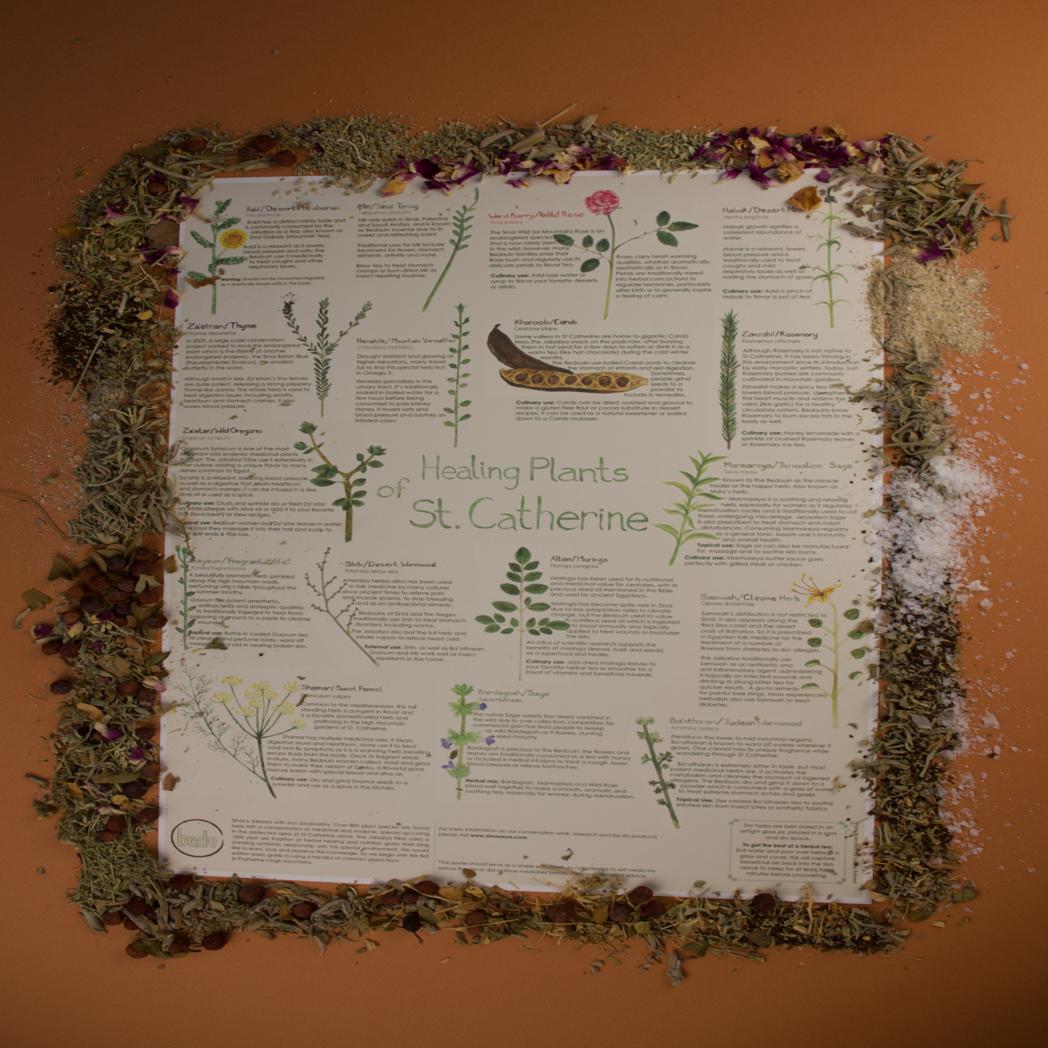 healing plants of st catherine poster by be do egypt showing illustrated sinai herbs