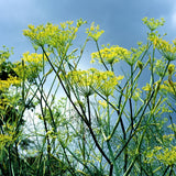 Blessed Journey Organic Fennel Seeds in packaging from El Meraki, a traditional Egyptian digestive aid and culinary herb.
