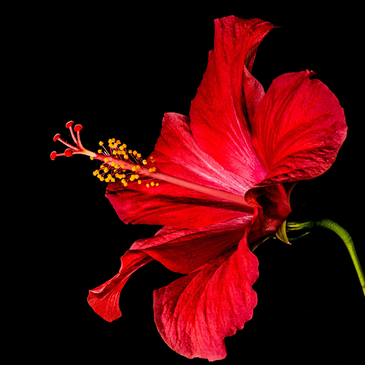 Blessed Journey Organic Hibiscus Flowers in resealable bag from El Meraki, vibrant crimson Egyptian petals for antioxidant-rich tea.