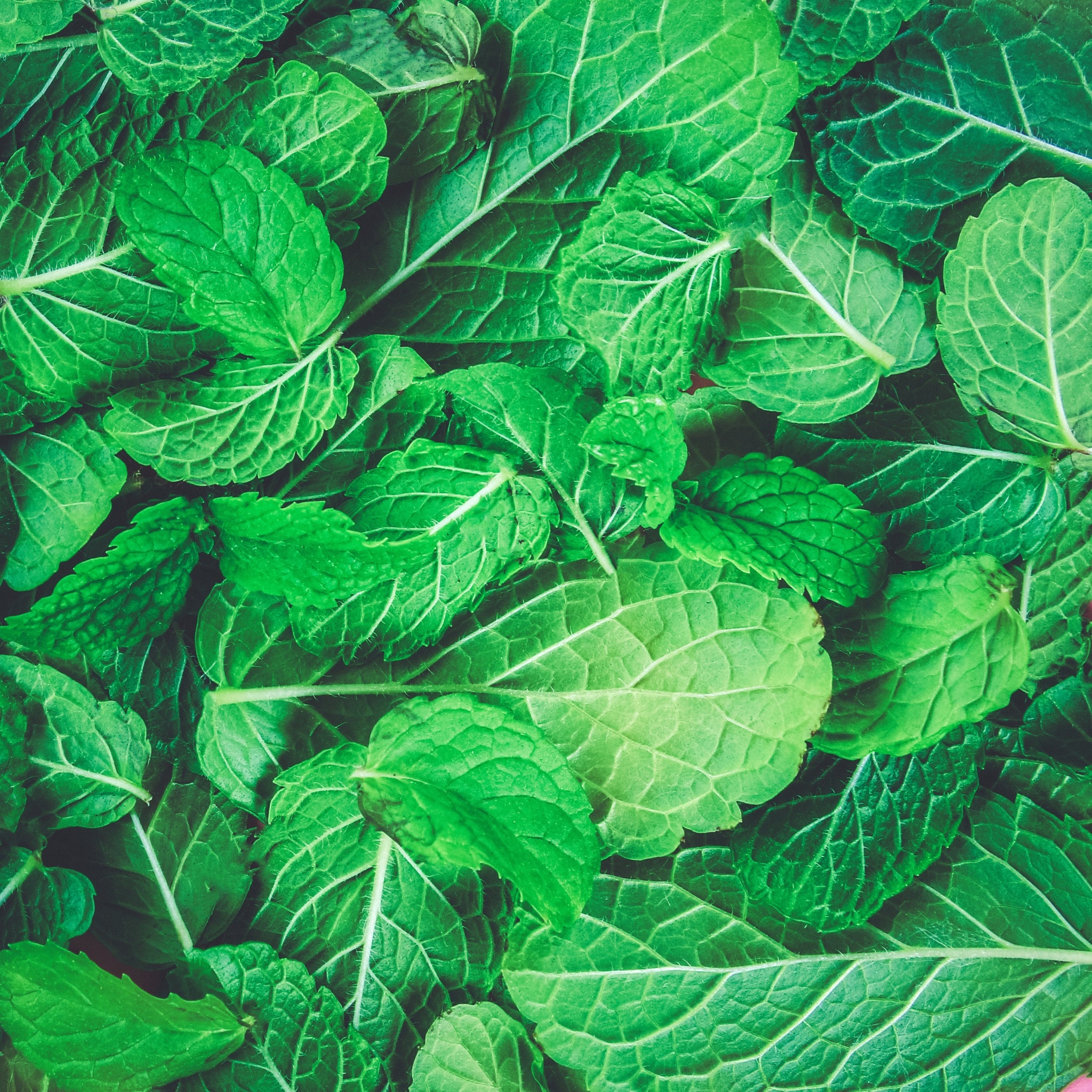 Blessed Journey Organic Wild Peppermint Leaf in resealable bag from El Meraki, a potent Egyptian herbal tea for energy and digestion.