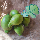 Fresh, pesticide-free Adalia lemons from El Kitchen Garden, grown in Egypt.