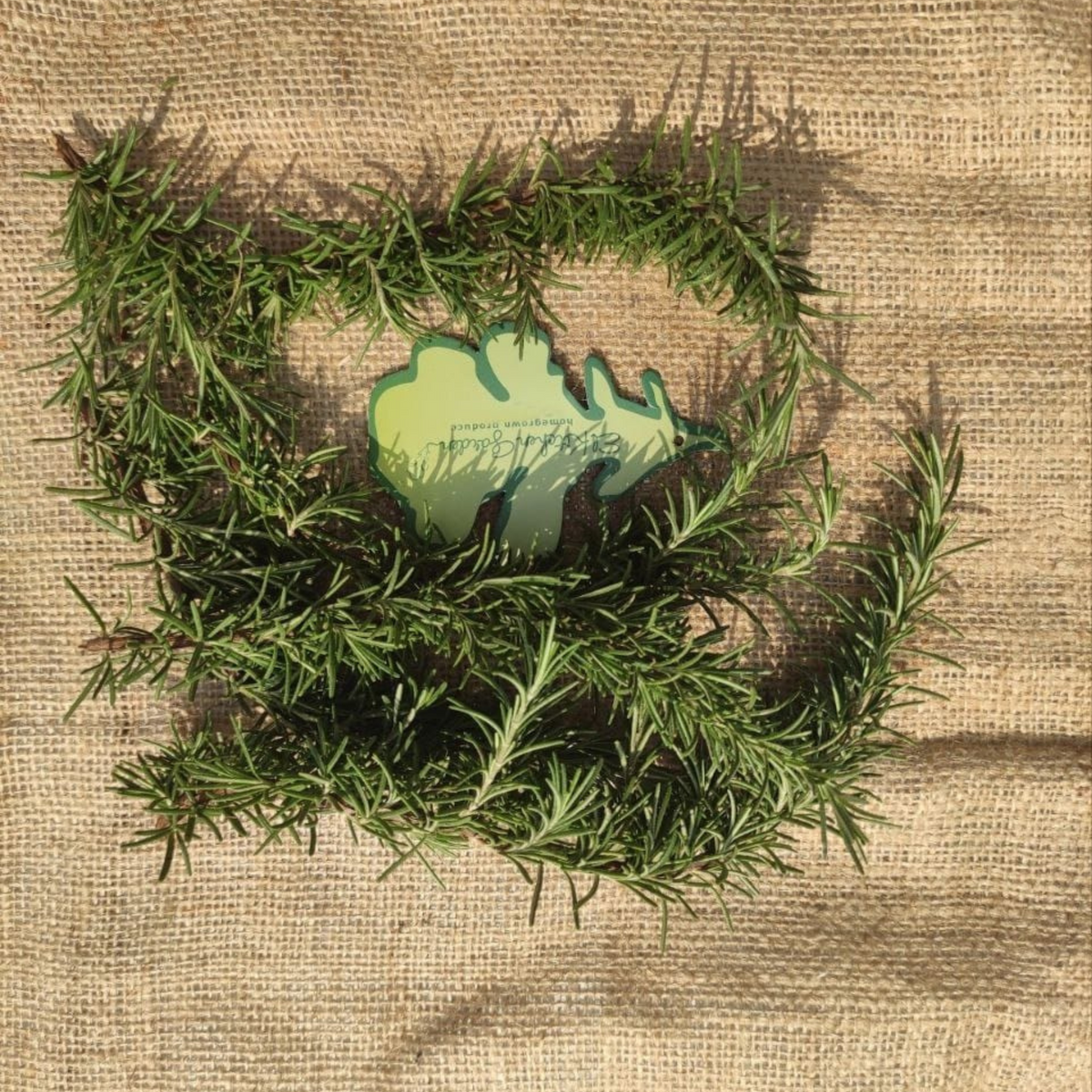 Fresh, pesticide-free rosemary sprigs from El Kitchen Garden, grown sustainably in Egypt.