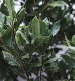 Dried whole laurel (bay) leaves from Elshobaki.