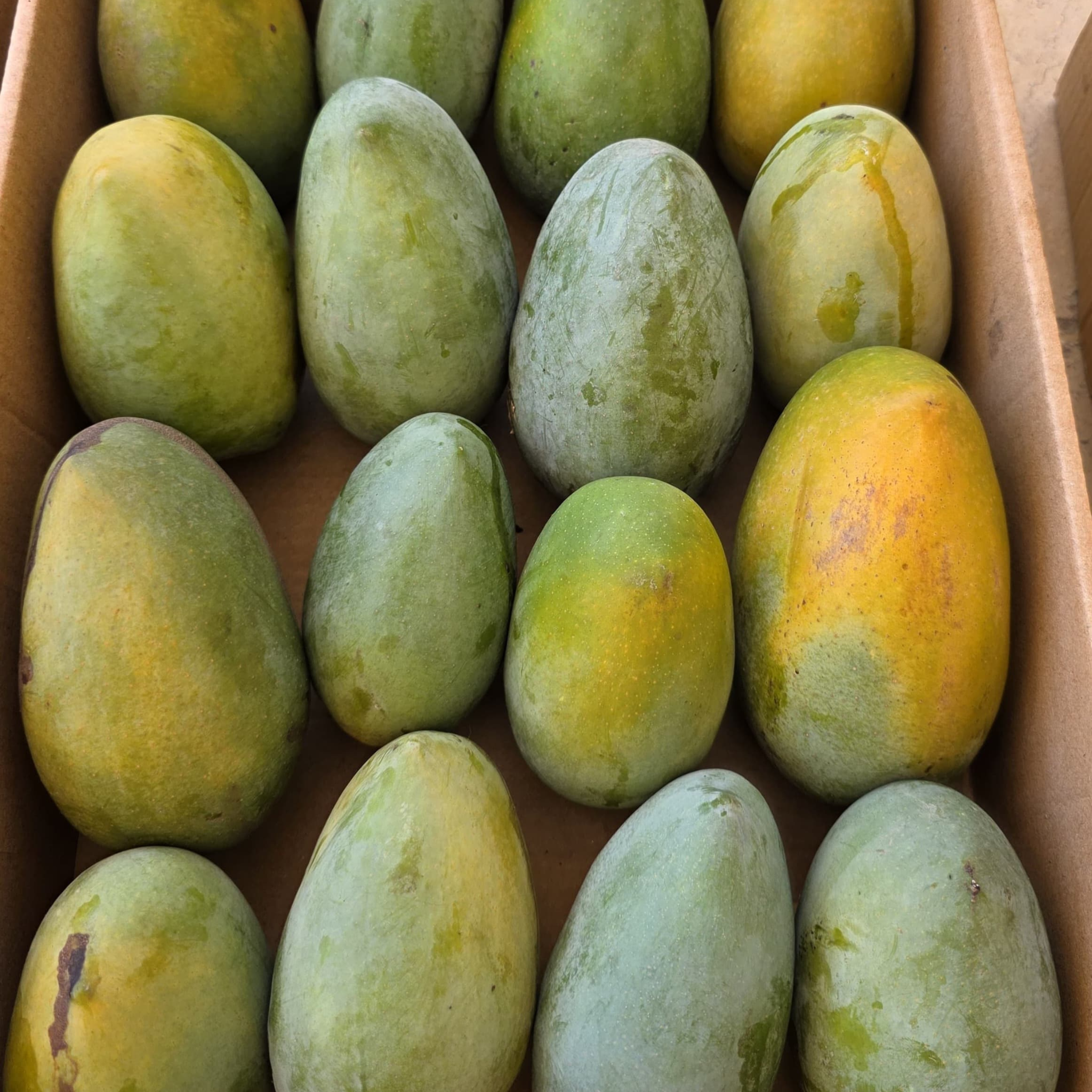 Mansourya Organic Zebdiya Mangoes – Fresh biodynamic mangoes grown in Mansoureya, Egypt, with vibrant golden-orange flesh