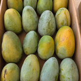 Mansourya Organic Zebdiya Mangoes – Fresh biodynamic mangoes grown in Mansoureya, Egypt, with vibrant golden-orange flesh