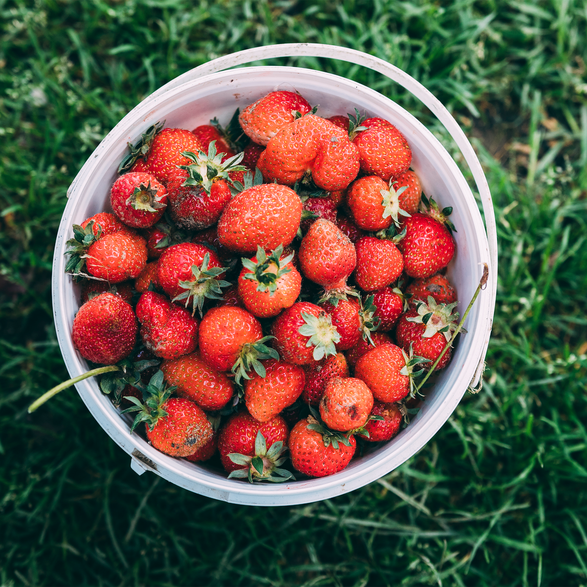 Organic Strawberry - Pesticide Free