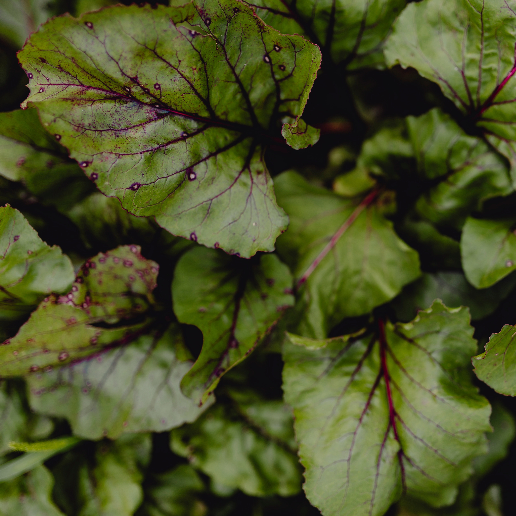 Fresh Batavia Oakleaf Mix lettuce from Tulima Farms, Egypt, showing a vibrant blend of green leaves grown without pesticides.