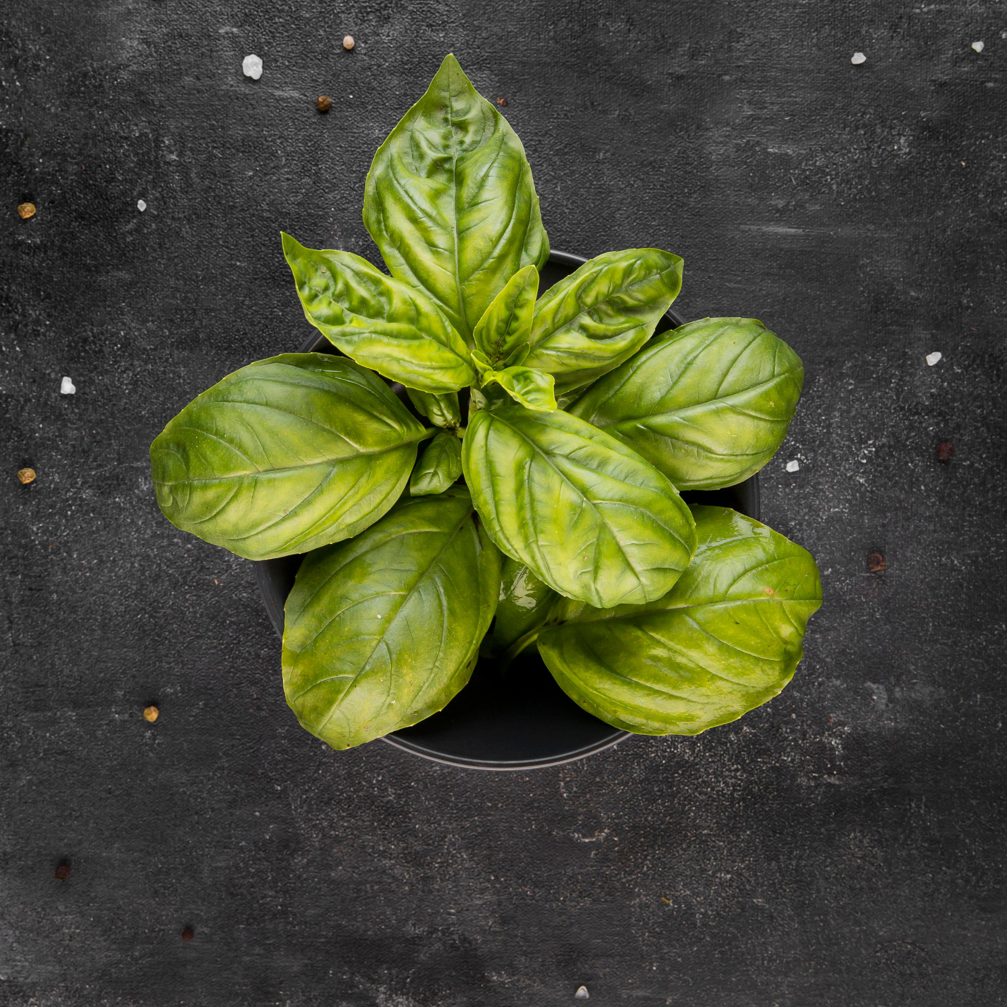 Fresh Egyptian-grown microgreen basil from Tulima Farms, aromatic greens with intense flavor